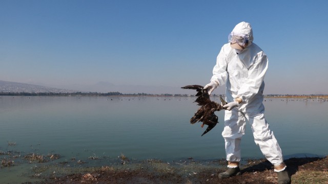 Mexico says mass bird deaths likely caused by El Niño's hotter waters