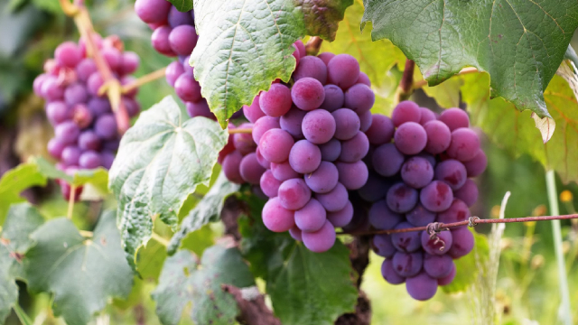 image for news BG Q4 Earnings Top, Sales Surge Y/Y on Higher Volumes