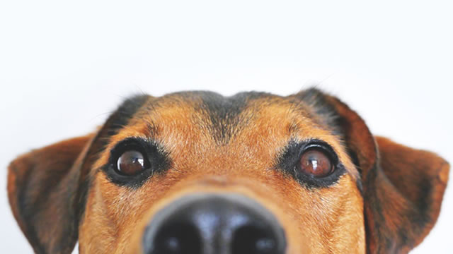 Elanco Animal Health Obtains FDA Authorization for Screwworm Treatment