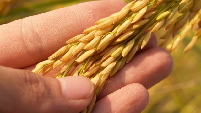 image for news HAIN to Divest North American Snacks Business to Focus on Core Areas