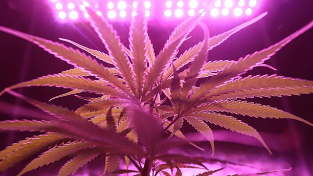 Cannabis stocks rally on reports Pres. Trump will sign executive order reclassifying marijuana