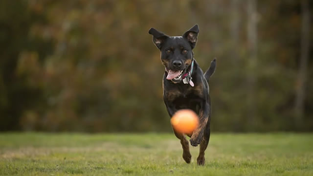 image for news Chewy to Report Q2 Earnings: Essential Insights Ahead of the Report