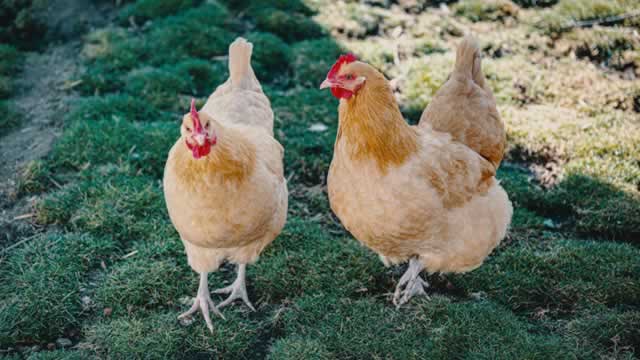 image for news Here's Why Phibro Animal Health (PAHC) is a Strong Value Stock