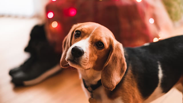 image for news Earnings Estimates Rising for Chewy (CHWY): Will It Gain?