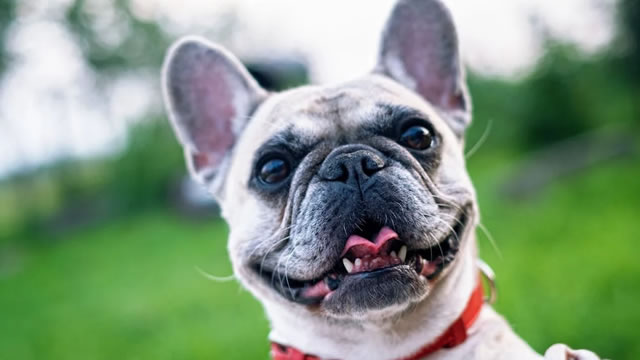 Chewy Posts Higher Profit, Revenue