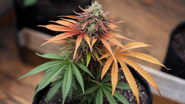 Marijuana reform is emerging as a midterm elections issue on both sides of the aisle