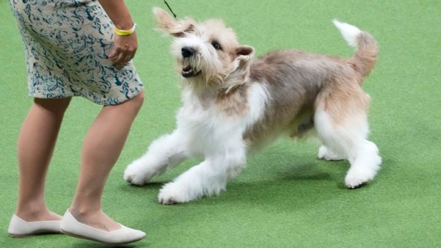 Petit basset griffon Vendéen wins top honors at Westminster dog show
