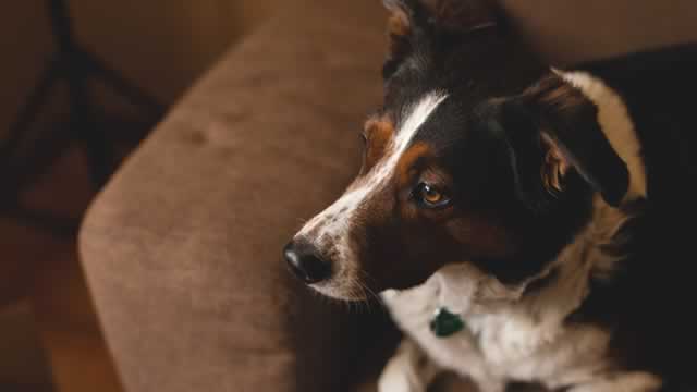 image for news Central Garden & Pet Company Ups Share Buyback Authorization