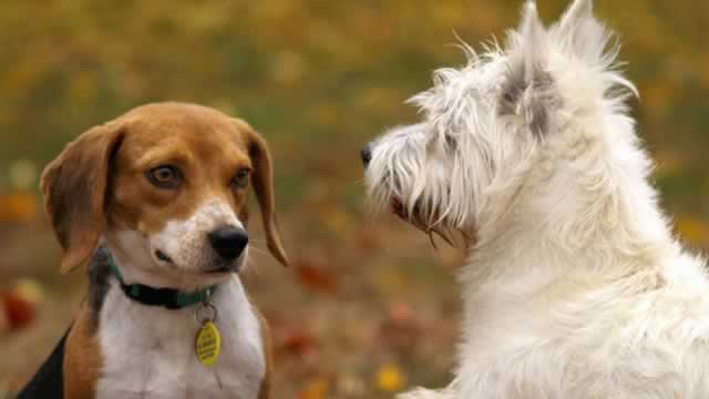image for news Should Value Investors Buy Central Garden & Pet (CENT) Stock?