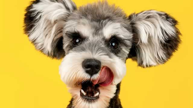 image for news Should Value Investors Buy Central Garden & Pet (CENT) Stock?