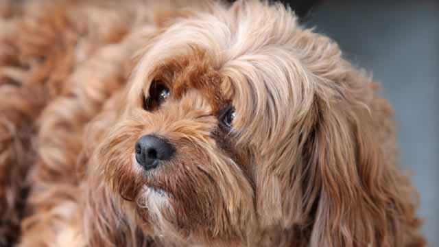 image for news Are Investors Undervaluing Central Garden & Pet (CENT) Right Now?