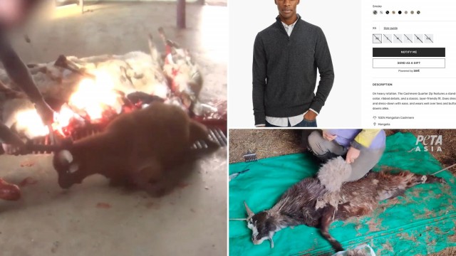 Louis Vuitton, Gucci, Prada buy cashmere from farms that abuse goats: PETA