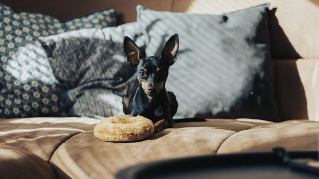 We've got a pretty durable 'set of levers', says Chewy CEO Sumit Singh