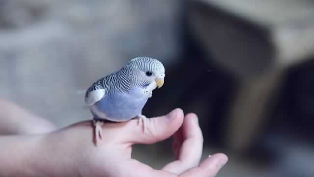 image for news Central Garden (CENTA) Expected to Beat Earnings Estimates: Can the Stock Move Higher?