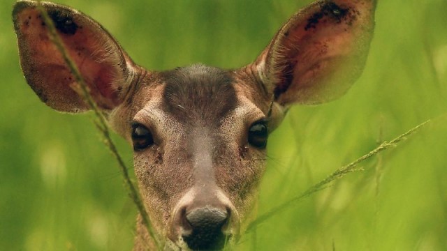 COVID is evolving quickly in white-tailed deer, study finds