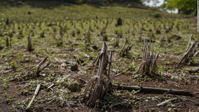 Climate event El Niño could hit the economy from food prices to clothing sales this year