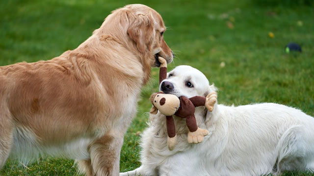 image for news Chewy says pet ownership to keep increasing despite worries about rising costs