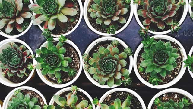 image for news 3 Reasons Growth Investors Will Love Central Garden (CENT)
