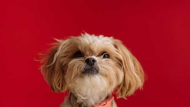 image for news Is Central Garden & Pet Company a Buy at Its Current Valuation?