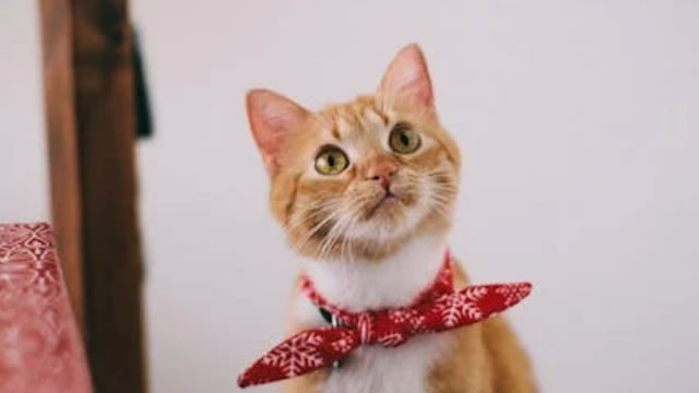 Cat owners are spending more and boosting pet retailers