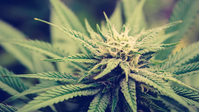 image for news Cannabis Stock Tilray Brands Skyrockets 94.5%: Time to Buy, Sell or Hold?