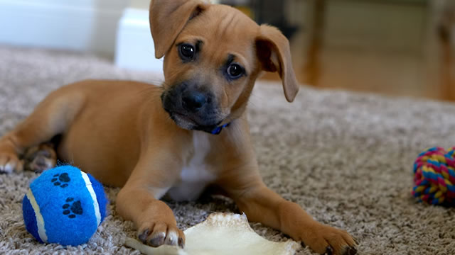 image for news Chewy (CHWY) is Attracting Investor Attention: Here is What You Should Know