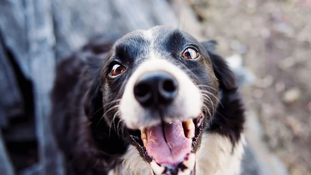 image for news Chewy (CHWY) Is Considered a Good Investment by Brokers: Is That True?