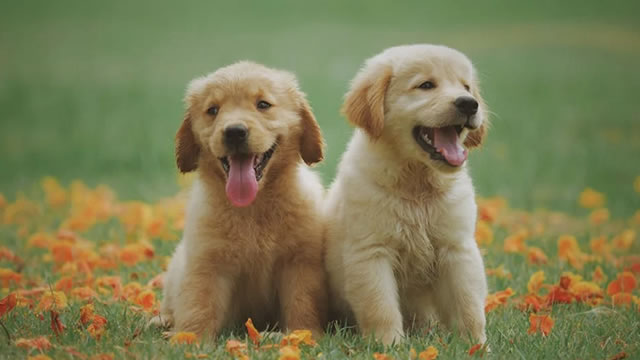 Chewy CEO Sumit Singh goes one-on-one with Jim Cramer