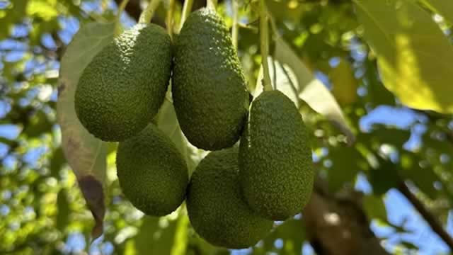 image for news AVO Beyond Avocados: Can Mangoes & Blueberries Drive Future Growth?