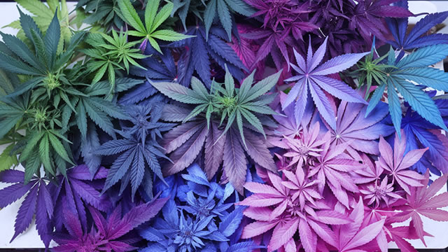 image for news Trump signs executive order to reschedule cannabis. Here's what's next