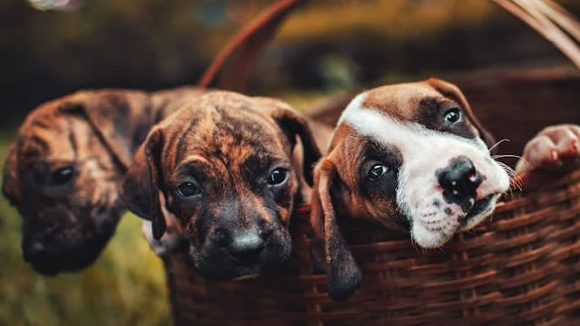 image for news Chewy (CHWY) Expected to Beat Earnings Estimates: Should You Buy?