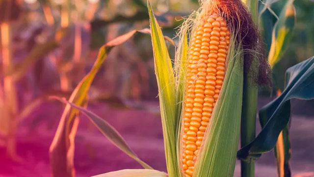 Corn and wheat prices jump to highest prices in more than three years