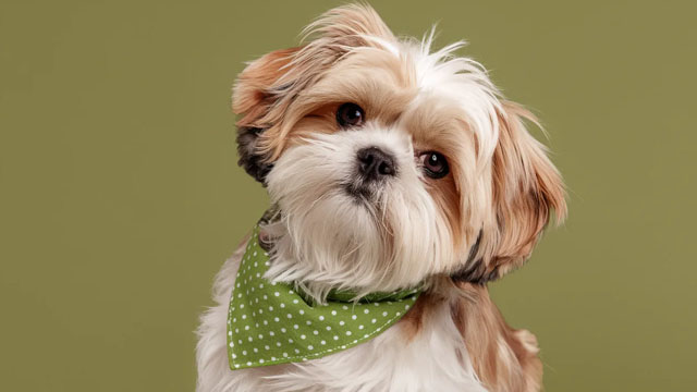 The Farmer's Dog Reinvented Dog Food. Walmart Takes It Mainstream