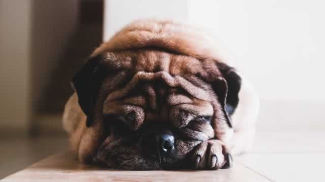 image for news Here's Why Central Garden (CENT) is a Strong Momentum Stock