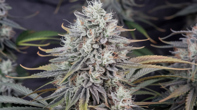 Tilray Brands stock analysis ahead of earnings: will it rebound or fall further?