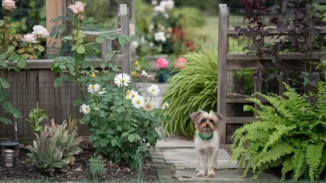 image for news Is Central Garden & Pet (CENTA) Stock Undervalued Right Now?