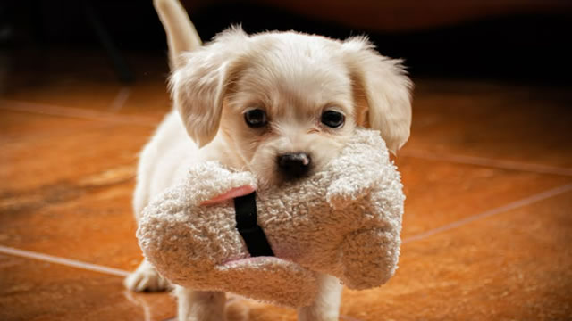 image for news Chewy Stock: Why Analysts Say Boring May Be the Best Buy