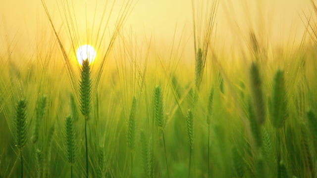 image for news Ingredion Corporation: Shares Are Cheap, Especially With Projected Growth